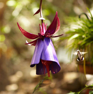 Transform Your Garden with the Sensation Pink Coneflower Bird Feeder