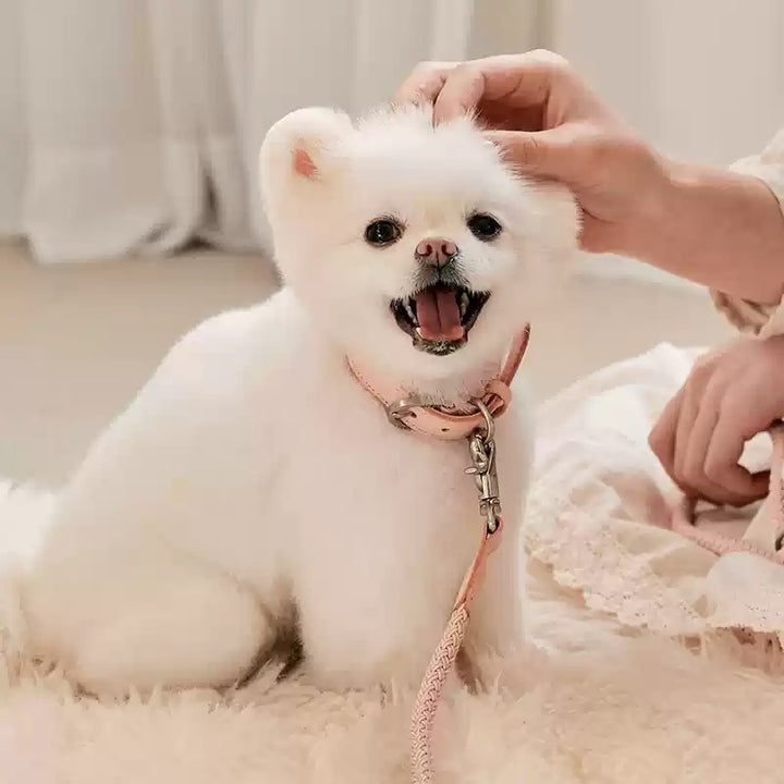 Dog Collar Leather Hand Holding Leash